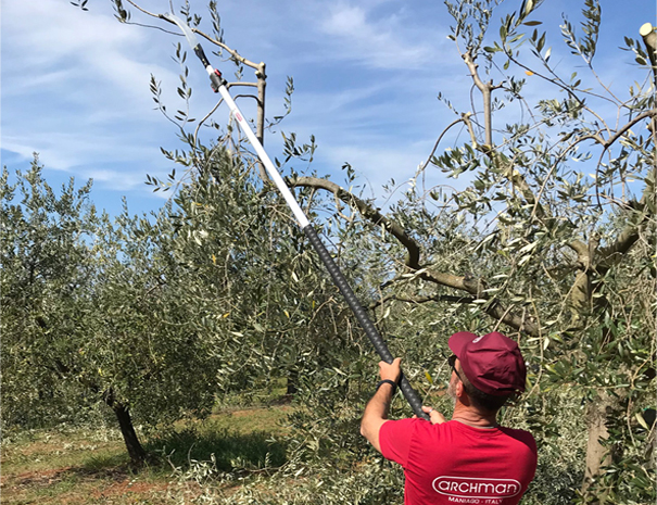 Operatore con asta telescopica in alluminio che taglia un ramo di ulivo