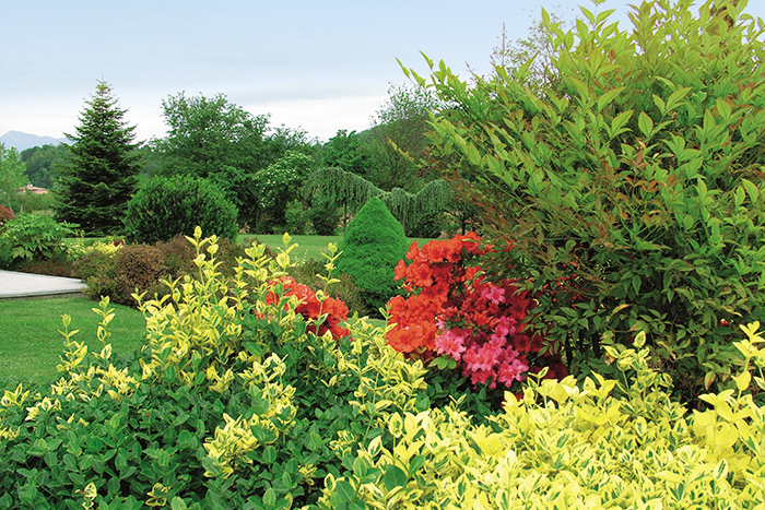 Panoramica su giardino con piante e alberi