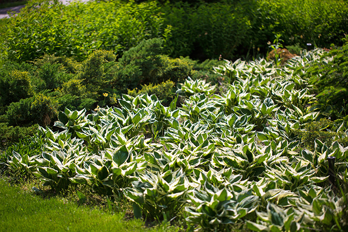 Siepe da giardino