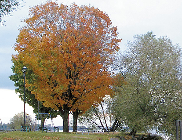 Prato con alberi dalle foglie autunnali