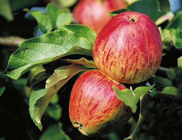 Dettaglio su mele rosse appese a un ramo