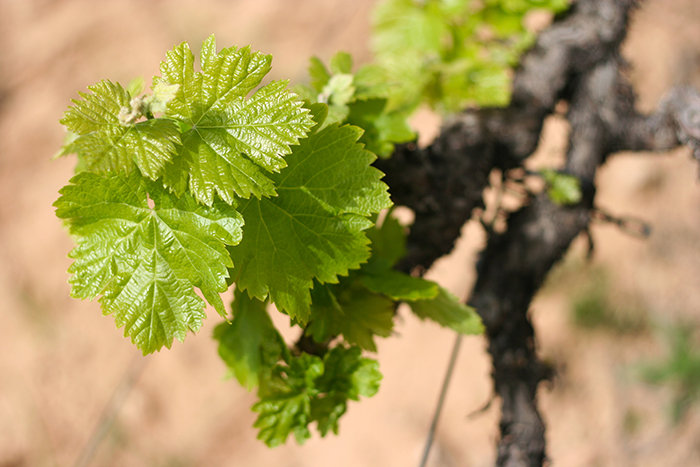 Dettaglio su ramo della vigna con foglie verdi