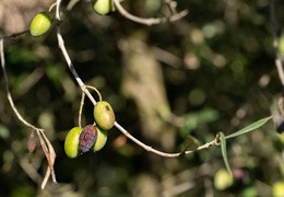 Mosca dell’olivo: quando trattare e come tarare la pompa per una bagnatura efficace