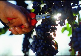 Si può potare la vite con il caldo?  Guida alla vendemmia e al taglio con la forbice cogliuva ARCHMAN
