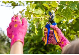 Si Può Potare la Vite con il Caldo?  Guida alla Vendemmia e al Taglio con la Forbice Cogliuva ARCHMAN